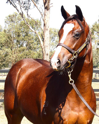 Lot 78: Acrobat / Belle Que