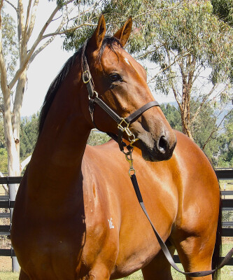 Lot 106: Star Turn / Considerable