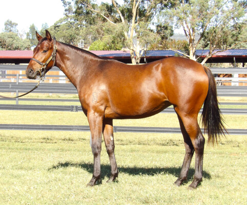 Lot 157: Brutal (NZ) / Leading the Way (ARG)