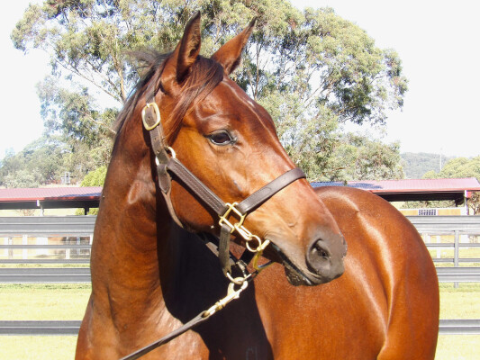 Lot 157: Brutal (NZ) / Leading the Way (ARG)