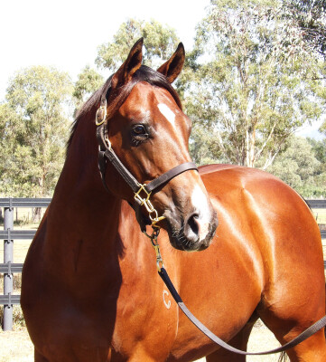 Lot 192: Justify (USA) / Peaceful Sea
