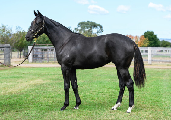 Lot 57: Supido / Xaarfoxylady