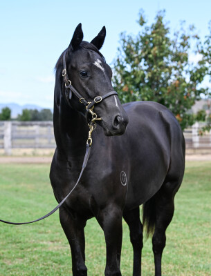 Lot 57: Supido / Xaarfoxylady
