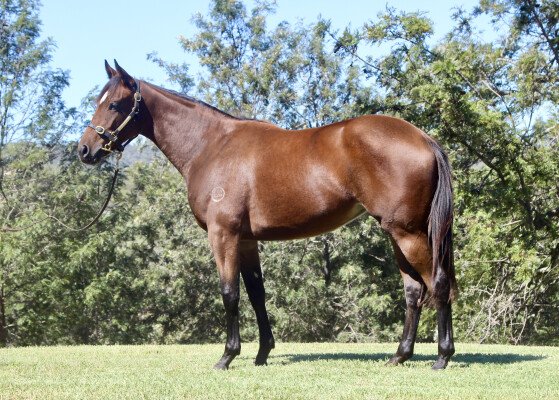 Lot 67: So You Think (NZ) / Angel Flight