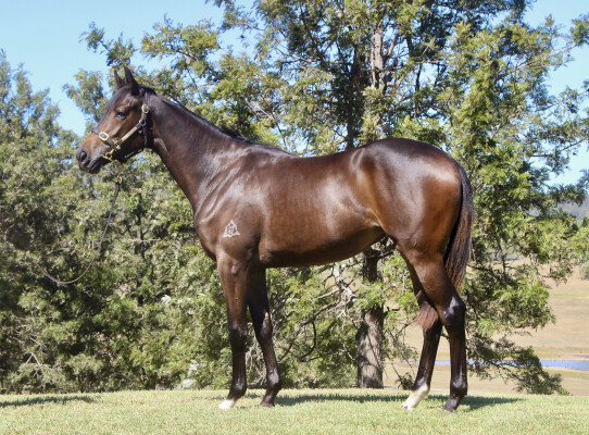 Lot 171: State of Rest (IRE) / Milseain (NZ)