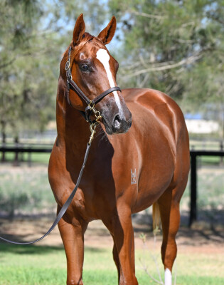 Lot 46: Russian Revolution / Volkoff