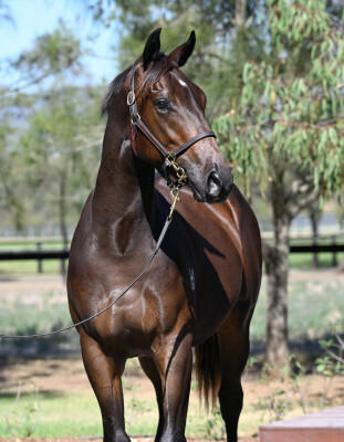 Lot 66: Tassort / Ancient Alpha