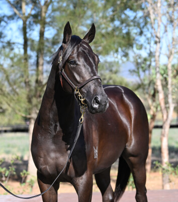 Lot 71: Artorius / Azarose (NZ)