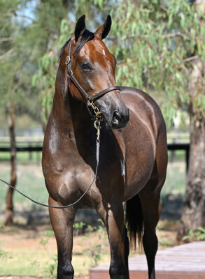 Lot 104: Capitalist / Col 'n' Lil