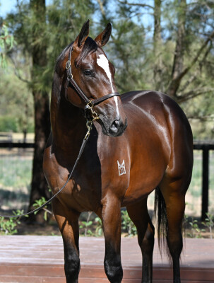 Lot 105: State of Rest (IRE) / Collins