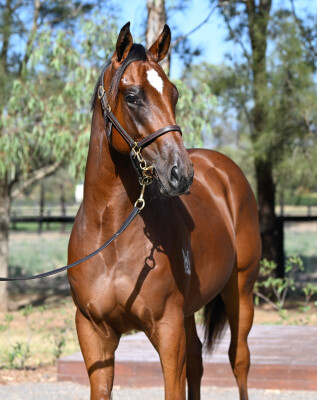 Lot 130: Home Affairs / Gwader Bay