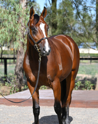 Lot 158: In the Congo / Left Reeling (NZ)