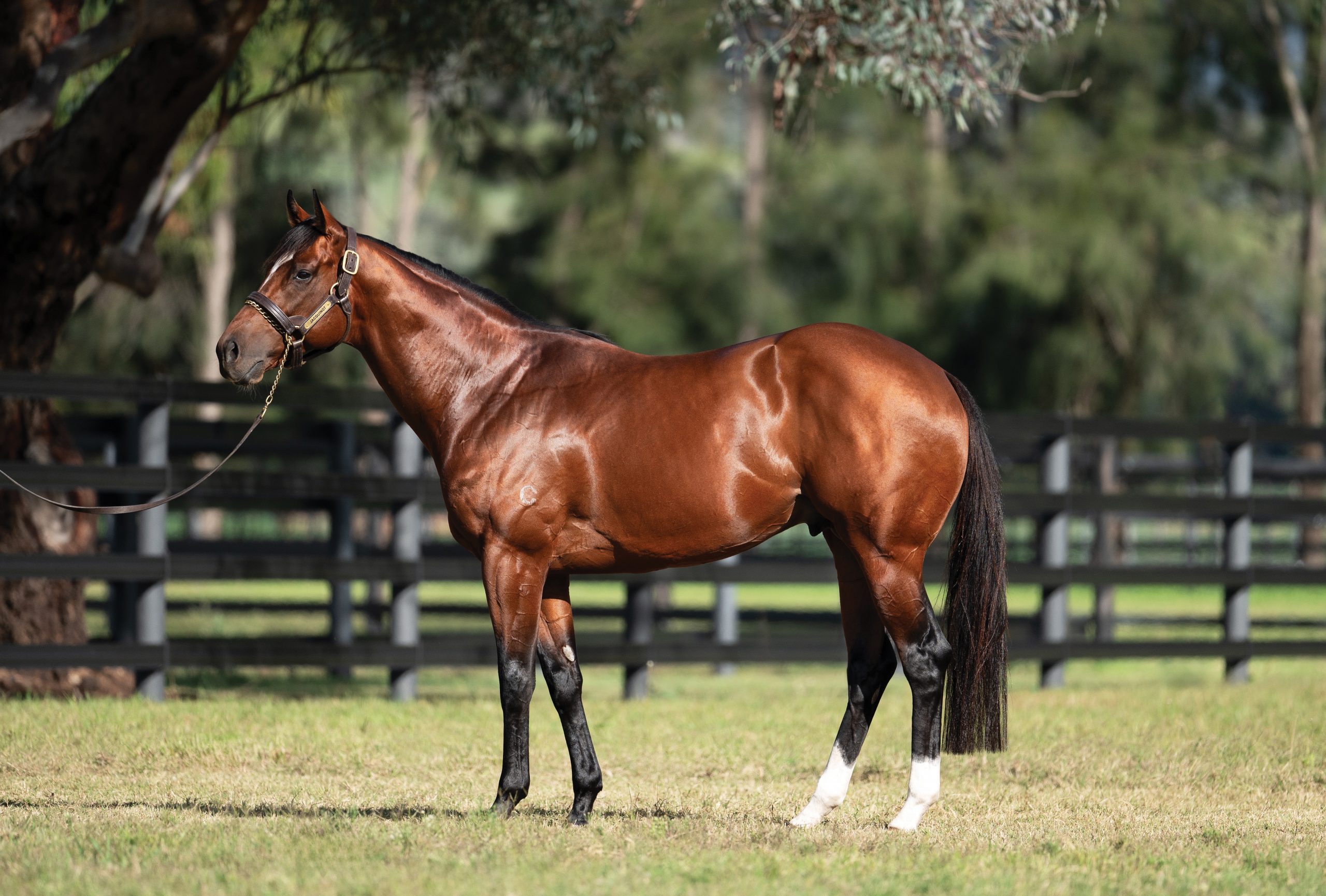 Huge catalogue finalised for April (Early) Sale