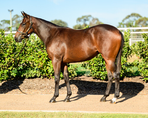 Lot 91: Acrobat / Certainty