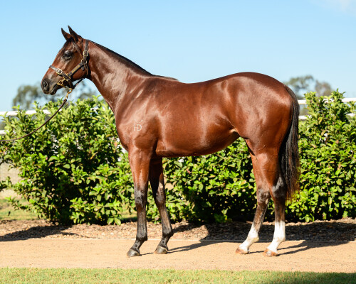 Lot 116: Yes Yes Yes / Divine Guidance