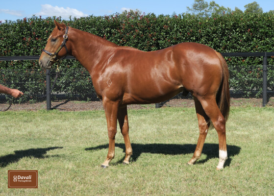 Lot 95: Hanseatic / Charlie's Storm