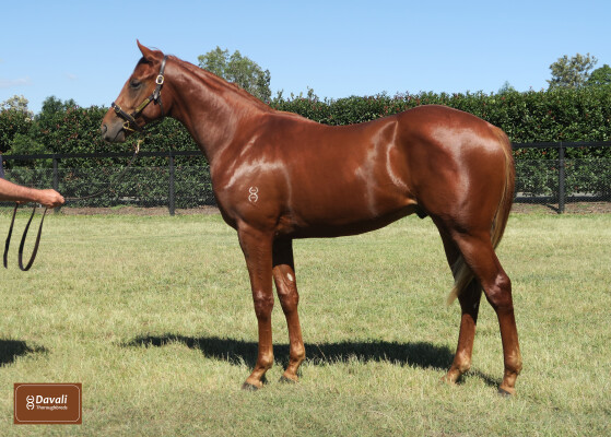 Lot 145: Captivant / Jamdani
