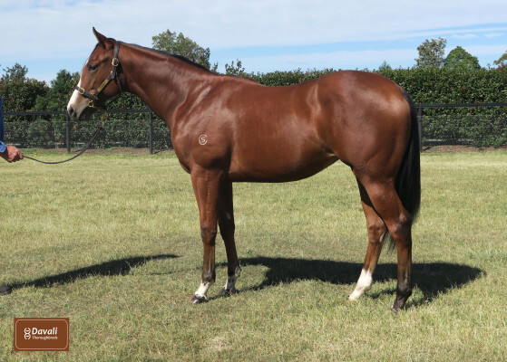 Lot 214: Sword of State / Runway Queen