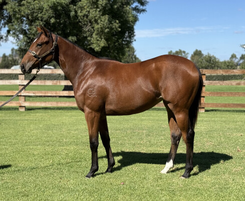 Lot 122: Capitalist / Florent
