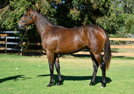 Lot 150: Wild Ruler / Kiss in the Rain