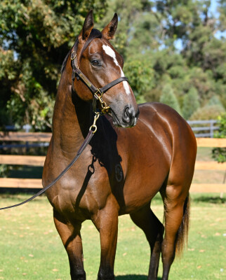 Lot 150: Wild Ruler / Kiss in the Rain