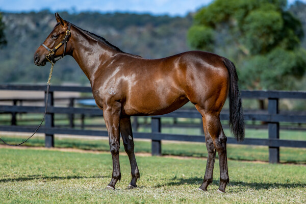 Lot 13: Pride of Dubai / Sivvy