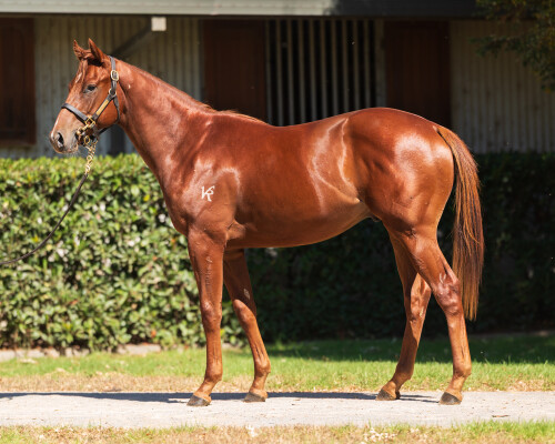 Lot 14: Jacquinot / Sky Castle