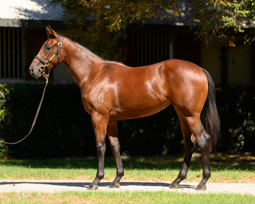 Lot 33: Zousain / The Party Girl
