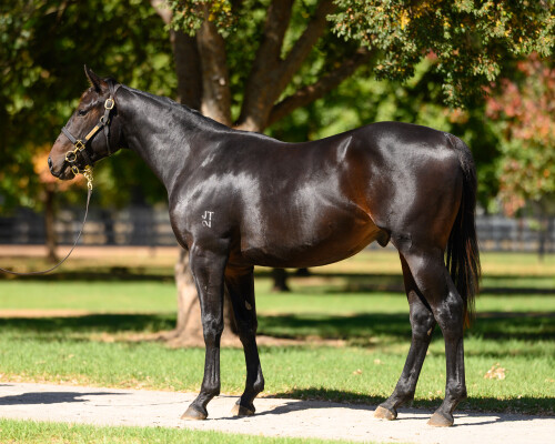 Lot 48: Portland Sky / Warzone (NZ)