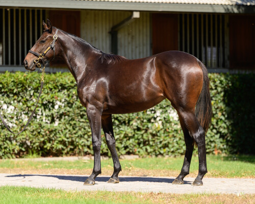 Lot 59: Rebel Dane / Zestful Star