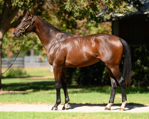 Lot 87: Jacquinot / Carartie