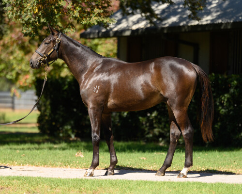 Lot 94: Bruckner / Champion Parade