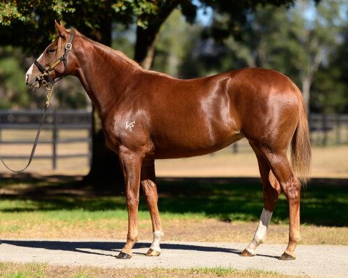 Lot 96: Trapeze Artist / Cheeky Babe
