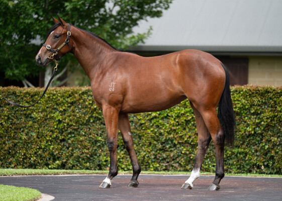 Lot 100: Zousain / Claudia Shiver (NZ)