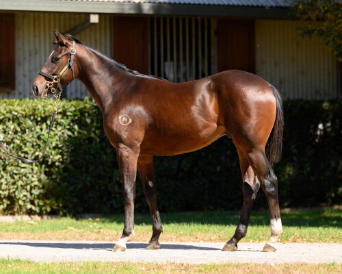 Lot 101: Jacquinot / Clemency
