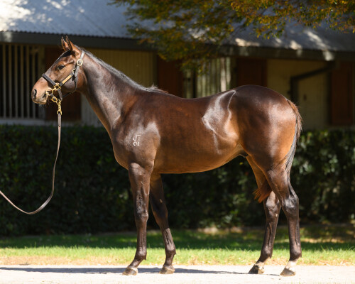 Lot 107: Russian Camelot (IRE) / Cordilla