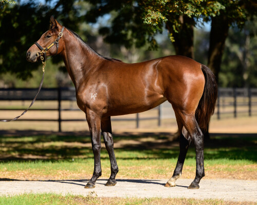 Lot 108: Trapeze Artist / Coromandel