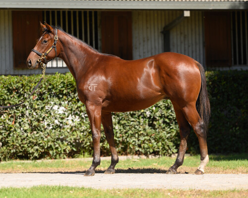 Lot 114: Peltzer / Devout