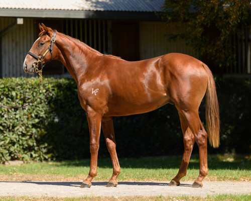 Lot 117: Trapeze Artist / Easy for Me