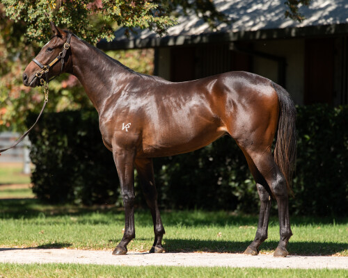 Lot 123: Trapeze Artist / Gai's Choice
