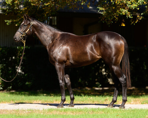 Lot 131: Trapeze Artist / Heavenly Field
