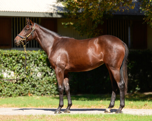 Lot 139: Jacquinot / Inclement