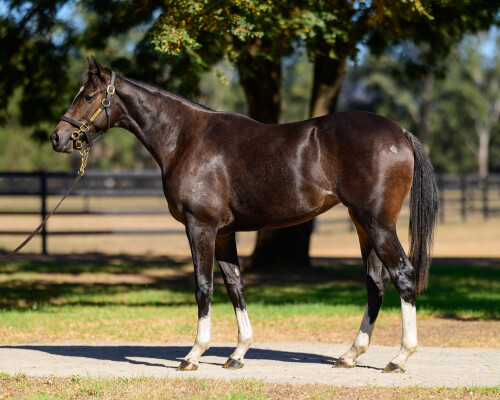 Lot 141: So You Think (NZ) / Intimate Moment (NZ)