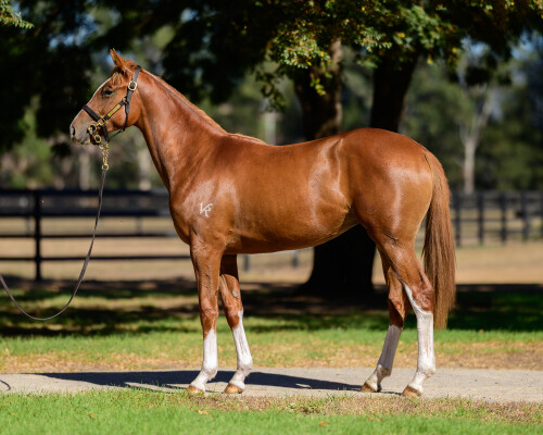 Lot 155: Trapeze Artist / Lanzini
