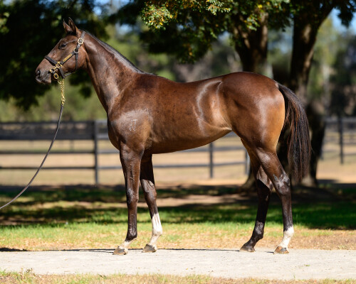 Lot 193: Grunt (NZ) / Perfectly Timed (NZ)