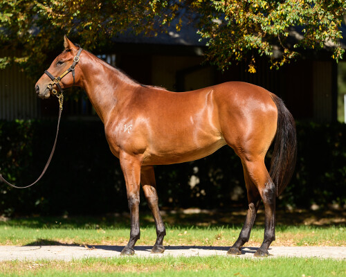 Lot 204: Trapeze Artist / Quality Coup