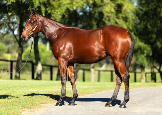 Lot 7: Acrobat / She Has Arrived