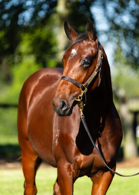 Lot 7: Acrobat / She Has Arrived