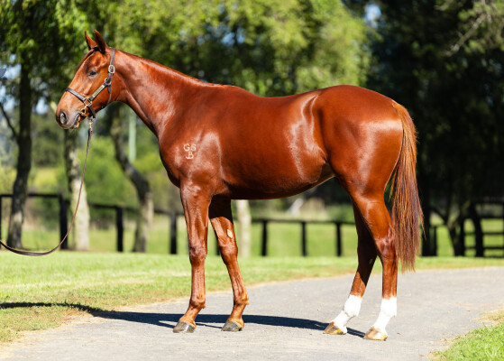 Lot 111: Victor Ludorum (GB) / Cross Kick