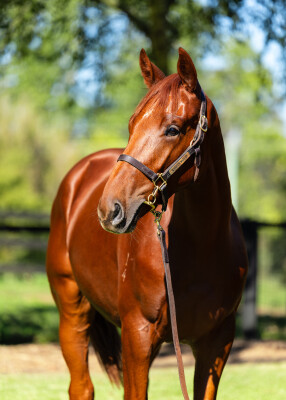 Lot 111: Victor Ludorum (GB) / Cross Kick
